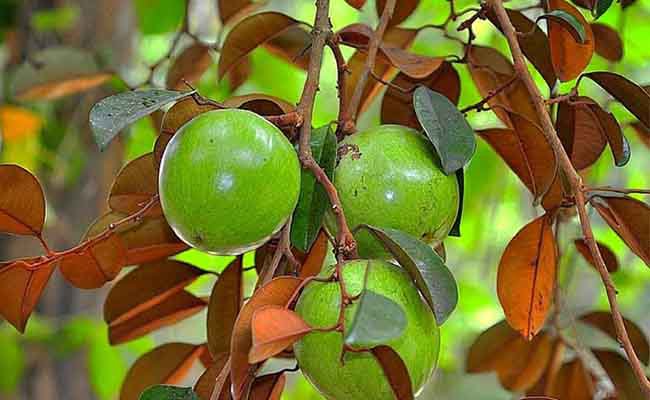 Cây vú sữa mang nhiều ý nghĩa tốt lành