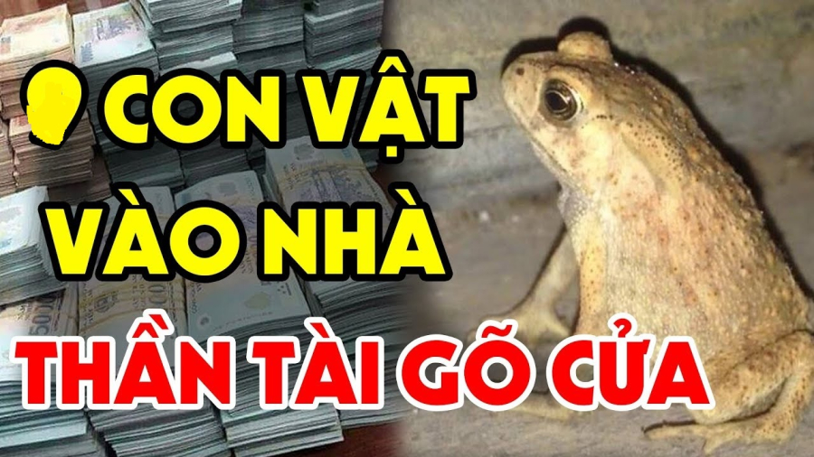 3 loài vật đệ tử Thần Tài bước vào báo hiệu may mắn đừng dại đuổi đi