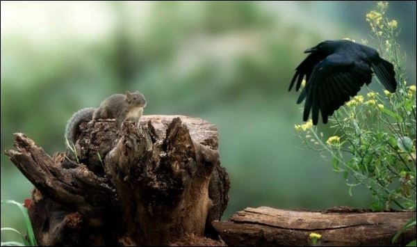 Ở trong một khu rừng, có một con quạ đang cân nhắc việc chuyển nhà, với lý do rằng nó không thể sống hòa hợp với các loài động vật khác trong khu vực.    