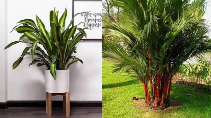 Một số loại cây sẽ giúp bạn có nhiều tài lộc