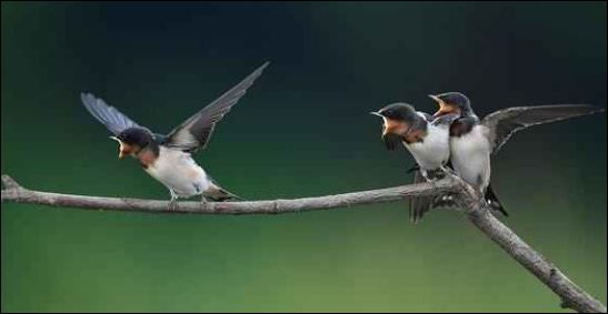 Người xưa cũng cho rằng nếu chim én đến làm tổ điều đó thể hiện phong thủy của ngôi nhà đang đi lên. (ảnh minh họa)