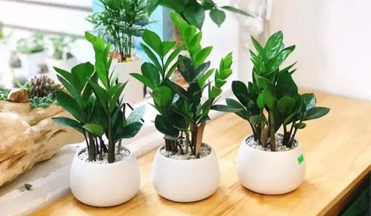 Loại thứ nhất là cây kim tiền, biểu tượng của sự thịnh vượng từ lâu. 