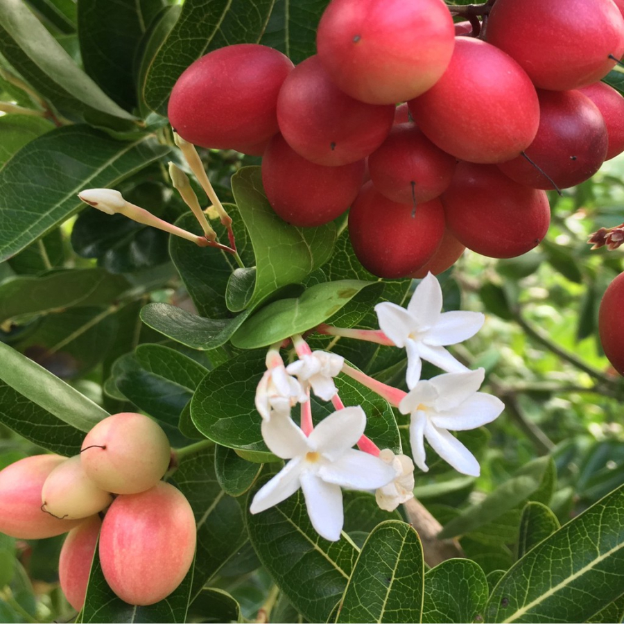 Ông Vũ đã chia sẻ rằng ban đầu ông bị thu hút bởi vẻ đẹp của những chùm quả chín rực rỡ của cây siro và quyết định trồng chúng như một loại cây kiểng