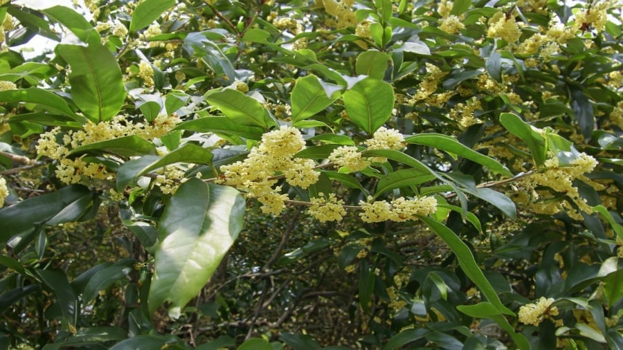 Hoa của cây mộc hương dùng làm bánh, làm thuốc, ngâm rượu
