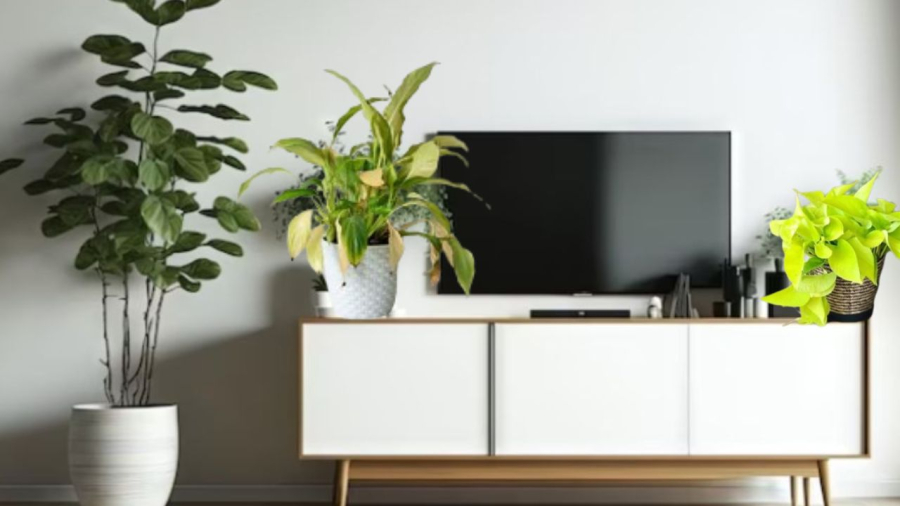 Cây cảnh đặt cạnh tivi sẽ tăng nguy cơ chết cây, tivi thì dễ hỏng