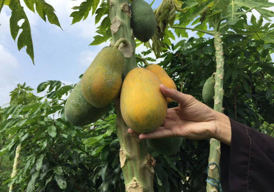 Trồng đu đủ trước cửa nhà không những giúp tạo cảnh quan tươi mát mà còn có ý nghĩa tốt về phong thủy.
