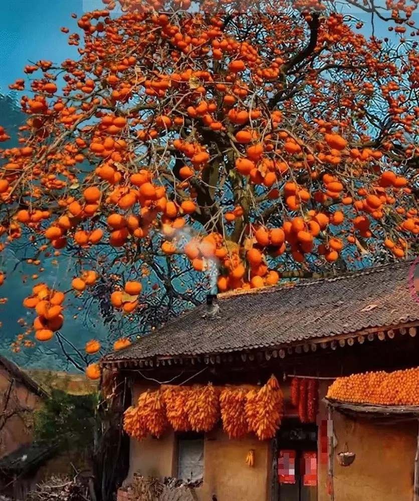 Người xưa khuyên nên trồng cây hồng ở hướng Tây vì cây hồng là cây cao, có thể đón được ánh nắng dù trồng ở phía Tây.    