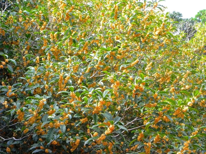 Người xưa còn có câu: 