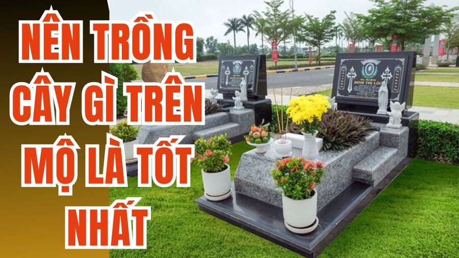 Một số cây tốt theo phong thủy