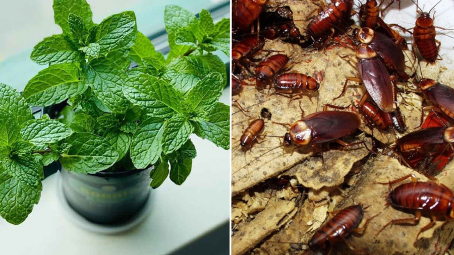 Các loại nguyên liệu có mùi thơm như lá bạc hà, tía tô, nguyệt quyết, hành, tỏi... có thể ngăn chặn gián vào nhà.