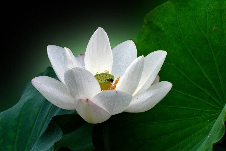 Kiểu người này chẳng bao giờ có thể lắng nghe và tôn trọng ý kiến của người khác. (ảnh minh họa)