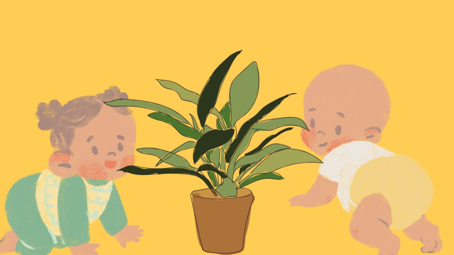 Cây cảnh đẹp nhưng một số cây có độc tố có thể gây hại cho trẻ