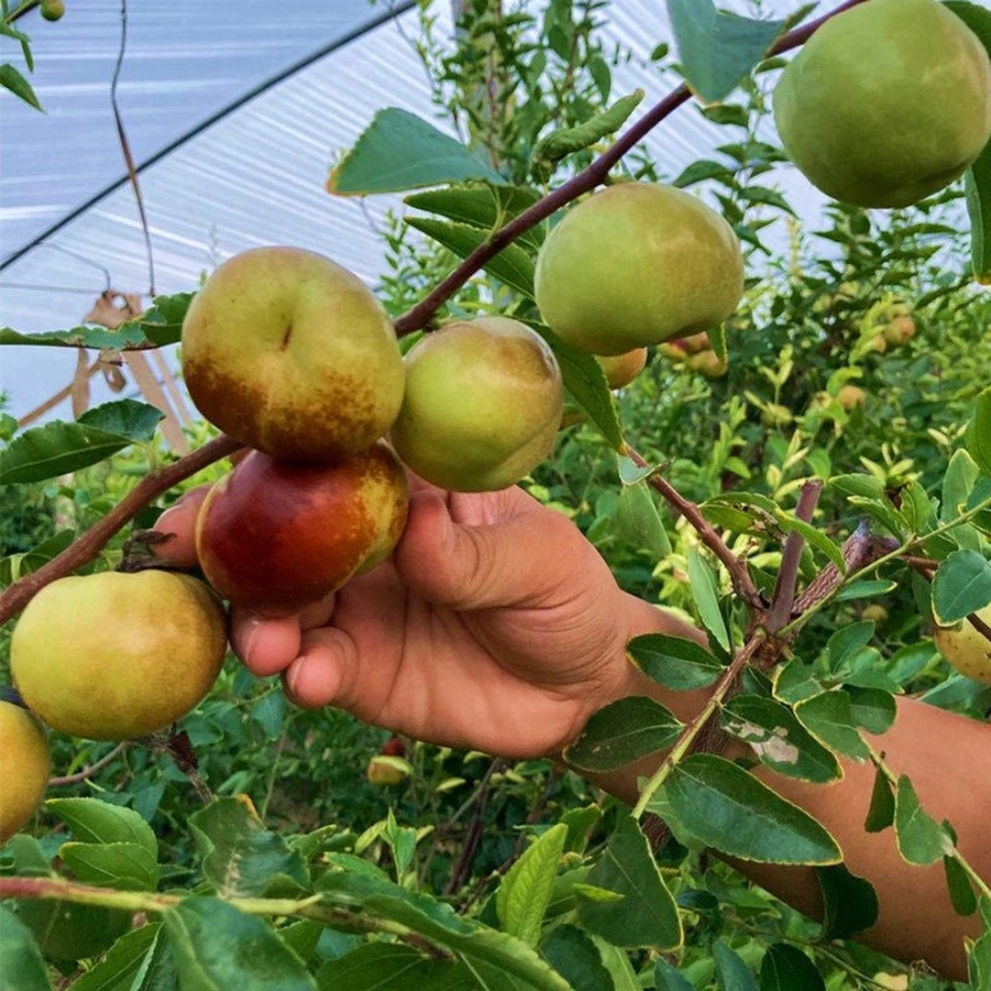 Trước nhà trồng 1 cây táo tàu còn mang biểu tượng của sự tốt lành, làm ăn phát tài, phát lộc    