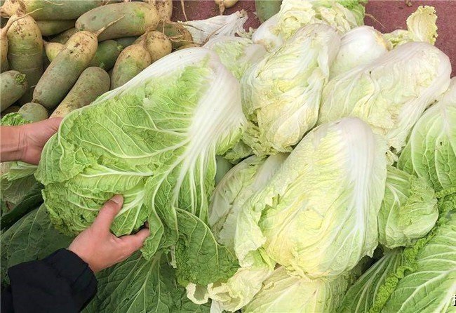 Nên chọn mua cải thảo xanh hay cải thảo lá màu trắng?