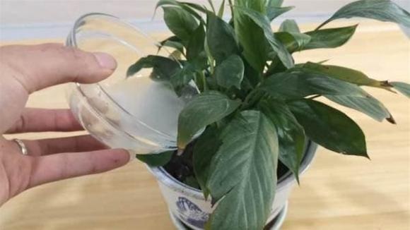 Nước ngâm từ vỏ khoai tây giúp cây phát triển xanh tốt    