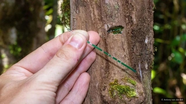 Cả Sarcotheca celebica và Knema matanensis đều tích trữ niken trong chồi, lá, rễ và nhựa cây, đặc biệt, nhựa của chúng có màu xanh chuối hoặc xanh dương đặc trưng do hấp thụ nguyên tố kim loại niken.    
