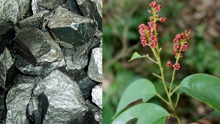 Trong số các loại niken, có một dạng đặc biệt được coi là 'siêu thực vật' mang lại giá trị kinh tế lớn cho con người.