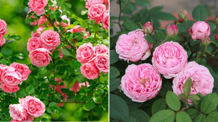Hoa hồng thích đất chua nên các loại nước hơi có tính axit sẽ thích hợp với cây.