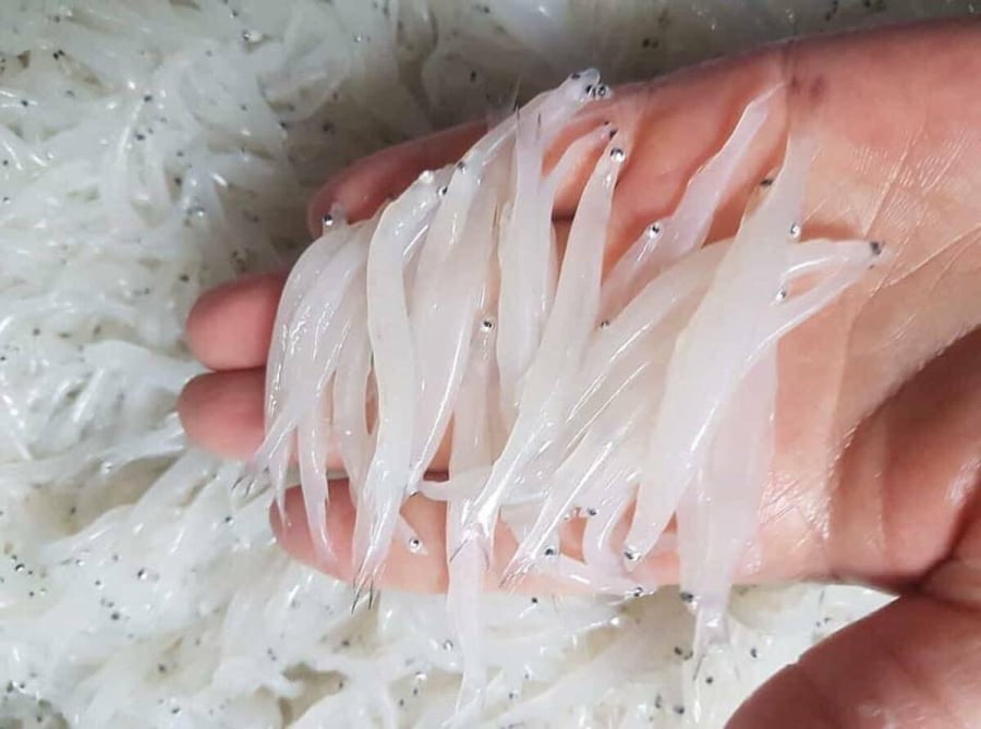 Khi mang đi chế biến, cá ngần sẽ có phần thịt dai dai, không nát và khá ngọt. 