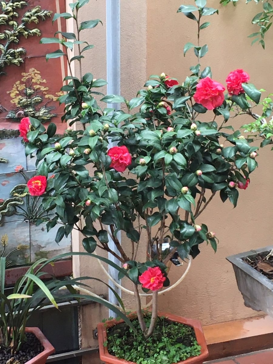 Đây là cây thân gỗ với dáng cây cao và có thể cao như cây cổ thụ nếu trồng ngoài tự nhiên, hoặc mọc thành bụi với chiều cao khoảng 1-3m khi trồng ở sân vườn. 