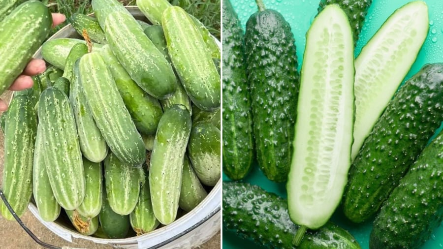 Dưa chuột bị đắng có thể do nhiều nguyên nhân khác nhau.