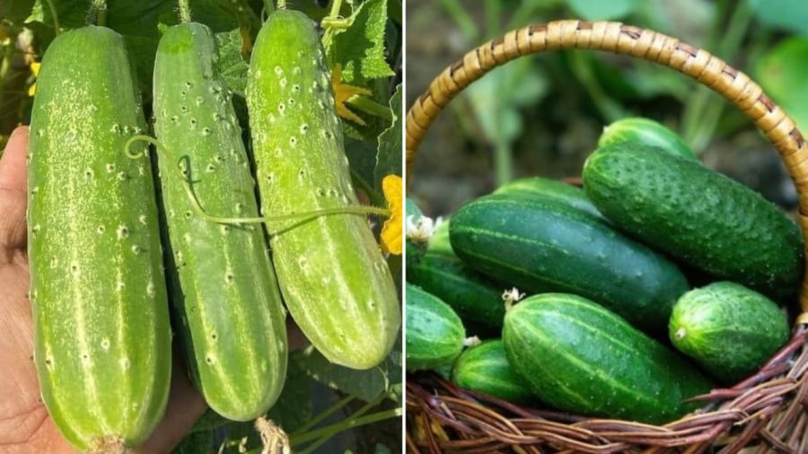 Nên chọn những quả dưa chuột có kích thước đồng đều, không quá lớn.