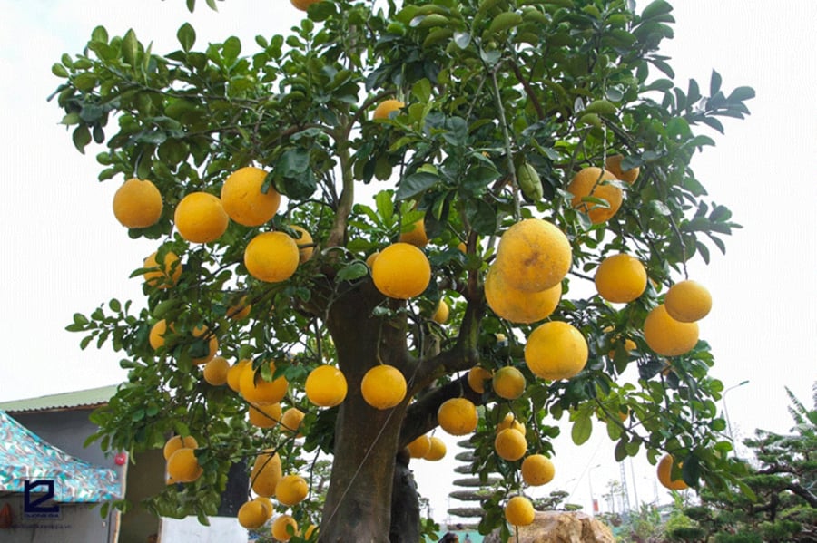 Cây bưởi trồng trong vườn nhà đều thích hợp, nhưng ở trồng trước nhà sẽ có nhiều lợi ích thiết thực cho Shbet16 chơi game trực tuyến hơn như át mẻ, mùi hương thơm nức...