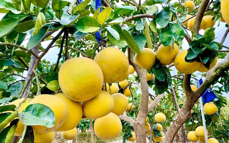 Cây bưởi trồng trong vườn nhà trước hay sau nhà đều hoàn toàn phù hợp về mặt phong thủy.
