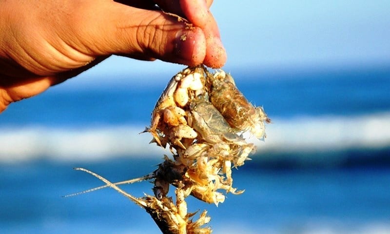 Mặc dù kích thước của rù rì không lớn, hình dáng có đầu và đuôi cùng bộ càng cứng cáp khiến chúng giống hệt loài cua quý tộc huỳnh đế