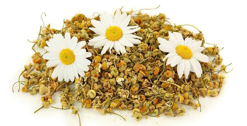 Hoa cúc mang lại nhiều lợi ích sức khỏe như làm mát Sh88bet đăng ký miễn phí