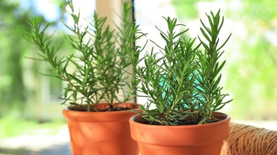 Hương thảo có hương thơm dễ chịu