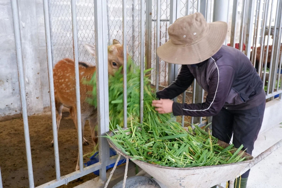 Khu vực chuồng trại được anh Dân thiết kế rộng rãi, khí hậu thông thoáng, mỗi chuồng có diện tích trung bình là 4 mét vuông