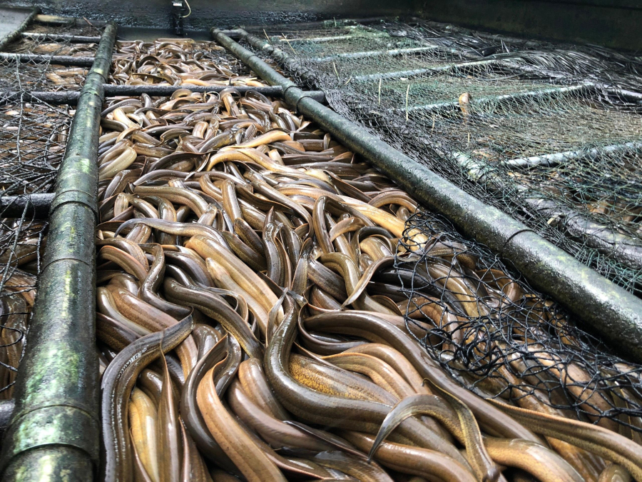 Trang trại của anh Giang cũng cung cấp giống lươn cho thị trường địa phương và các tỉnh lân cận. 