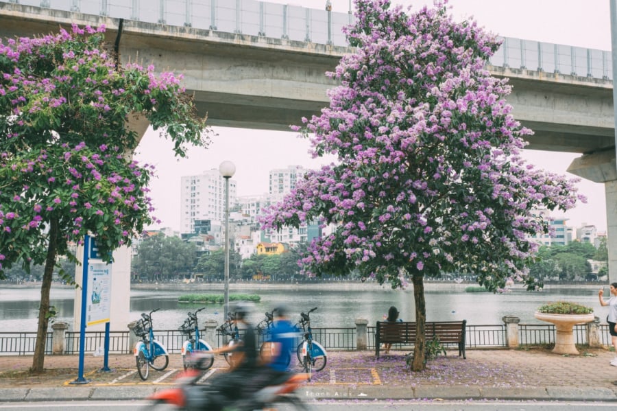 Loài hoa đẹp, lại tốt cho môi trường