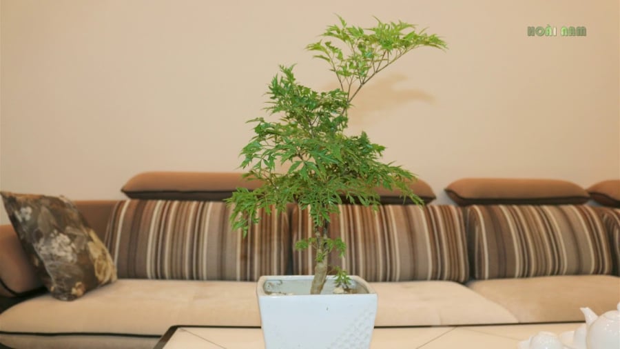 Trồng cây đinh lắng giúp trấn giữ tiền của, thu hút tài lộc, vận may.