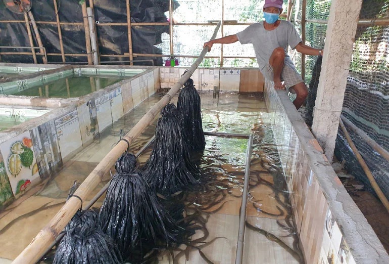 Nuôi lươn bằng phương pháp mới giúp anh nông dân thu về lợi nhuận cao