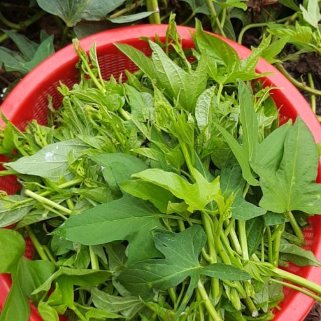 Để trồng rau lang, bạn có thể sử dụng củ nhưng cách dễ dàng và phổ biến nhất vẫn là trồng bằng dây già. 