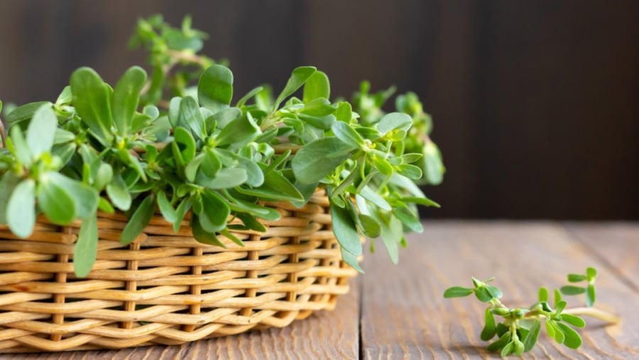 Rau sam được ví như “thực phẩm chống già