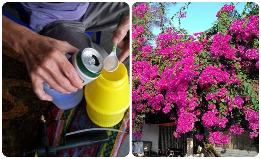 Có nhiều mẹo tưới hoa giấy nở bung
