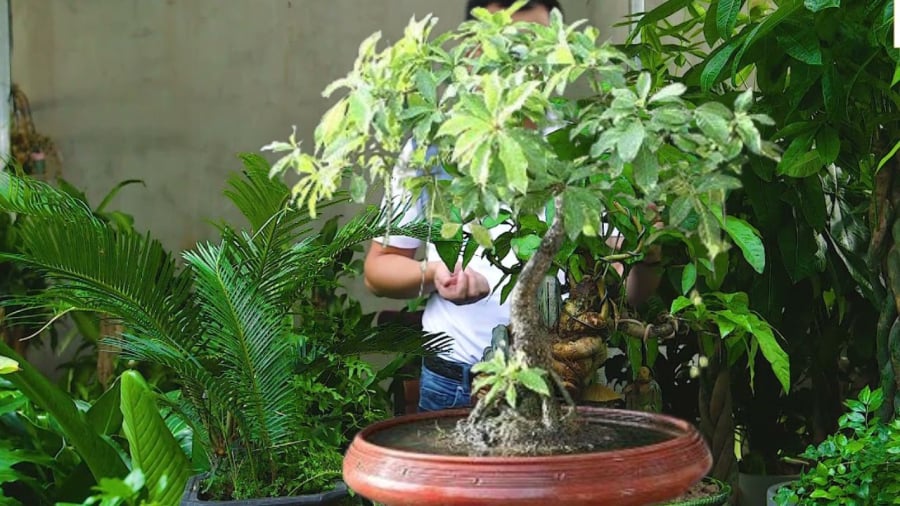Cây sung, cây lộc vừng, cây vạn tuế tạo thành bộ tam đa