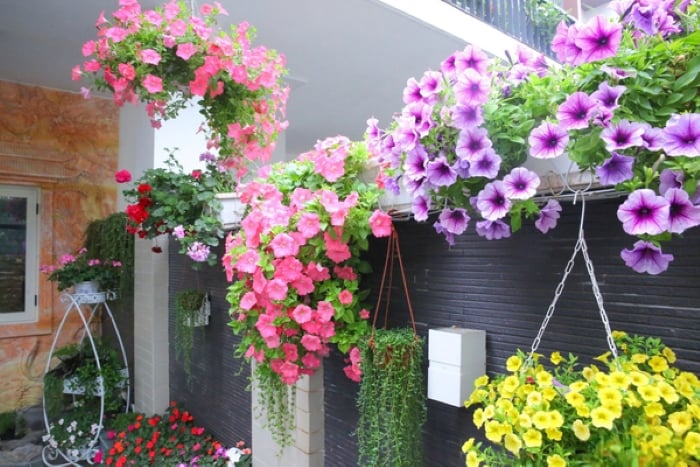Loài hoa mong manh, dễ lụi tàn nhưng nở rực rỡ làm nhiều người phải chú ý