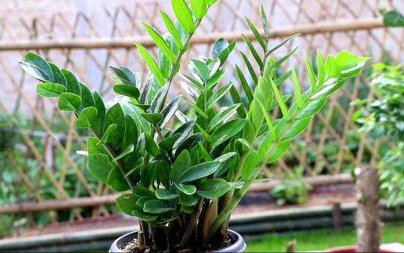 Cây này đại kỵ nhất với người mệnh thổ, nó cũng tương khắc với người mệnh thủy