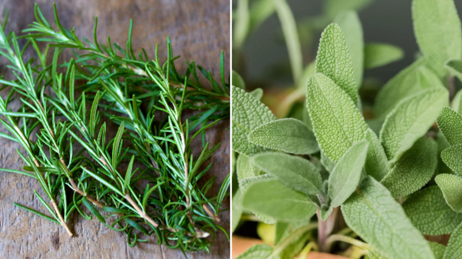 Lá hương thảo (bên trái) và lá xô thơm có mùi thơm thảo mộc tự nhiên, chứa nhiều tinh dầu có tác dụng kháng khuẩn, giúp loại bỏ mùi hôi Sh88bet đăng ký miễn phí.