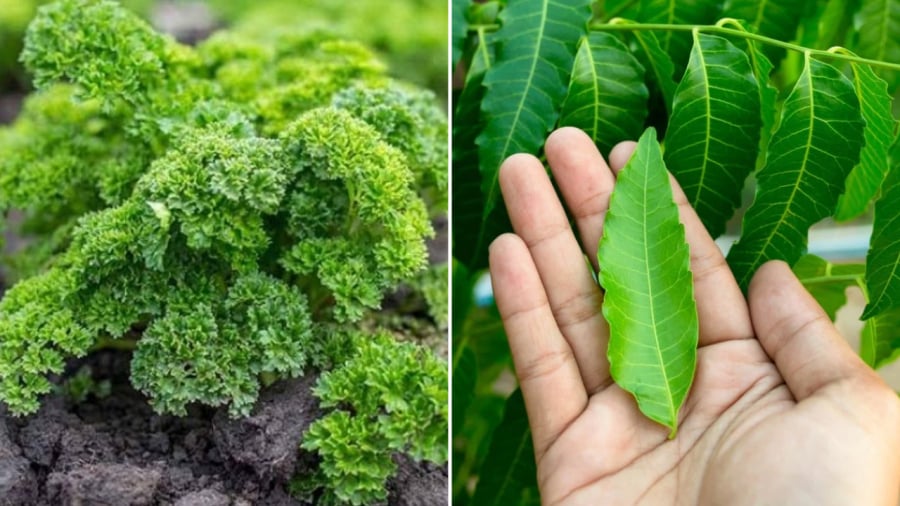 Rau mùi tây (bên trái) và lá neem có tác dụng rất tốt trong việc ngăn chặn vi khuẩn phát triển, giúp khử mùi hôi Sh88bet đăng ký miễn phí.
