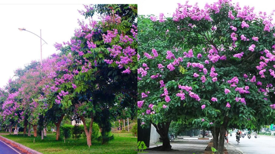 Bằng lăng được trồng nhiều ở ngoài đường, công viên