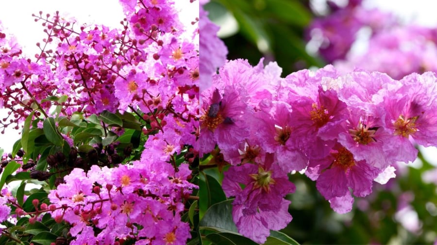 Hoa bằng lăng mang vẻ đẹp thơ mộng