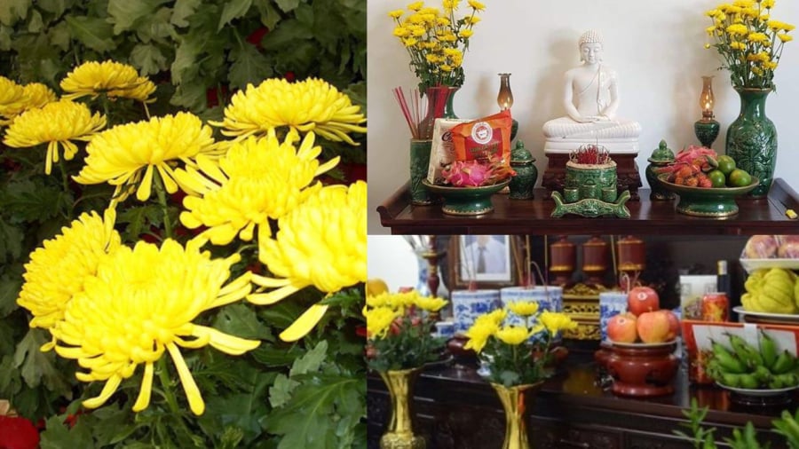 Hoa cúc thường được dùng thắp hương