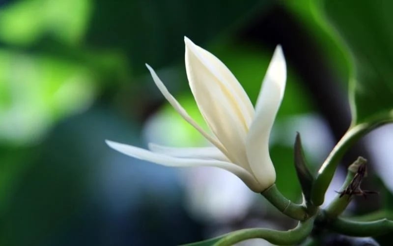 Hoa Ngọc lan với mùi hoa thơm ngất trời khiến nhiều người rung động và khó quên được.