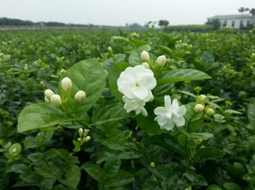 Nhờ vào hương thơm dễ chịu, hoa nhài được xem là loài cây mang tài lộc và thịnh vượng.