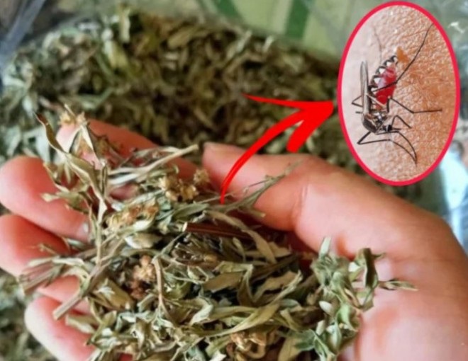 Sử Dụng Lá Ngải Cứu Để Đuổi Muỗi  